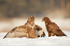 605 Mäusebussard - Buteo buteo