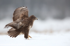 606 Mäusebussard - Buteo buteo