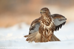 607 Mäusebussard - Buteo buteo