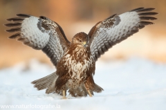 608 Mäusebussard - Buteo buteo