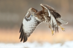 609 Mäusebussard - Buteo buteo