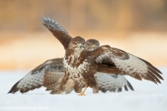 610 Mäusebussard - Buteo buteo