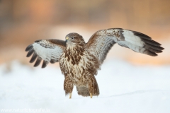 611 Mäusebussard - Buteo buteo