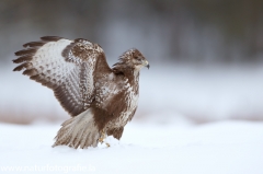 612 Mäusebussard - Buteo buteo