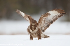 613 Mäusebussard - Buteo buteo