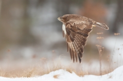 614 Mäusebussard - Buteo buteo