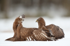 615 Mäusebussard - Buteo buteo