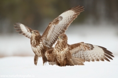 616 Mäusebussard - Buteo buteo