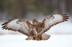 617 Mäusebussard - Buteo buteo