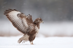 618 Mäusebussard - Buteo buteo