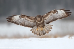 619 Mäusebussard - Buteo buteo