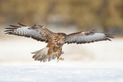 620 Mäusebussard - Buteo buteo