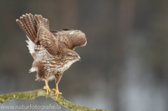 622 Mäusebussard - Buteo buteo