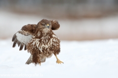 623 Mäusebussard - Buteo buteo