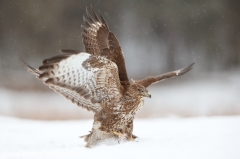 624 Mäusebussard - Buteo buteo