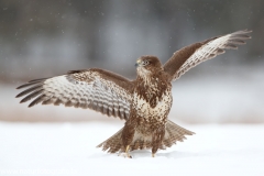 625 Mäusebussard - Buteo buteo