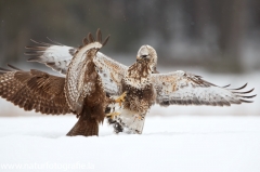 669 Raufußbussard - Buteo lagopus