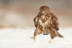 626 Mäusebussard - Buteo buteo