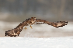 627 Mäusebussard - Buteo buteo