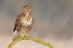 628 Mäusebussard - Buteo buteo