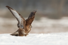 629 Mäusebussard - Buteo buteo