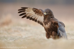 584 Mäusebussard - Buteo buteo