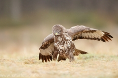 585 Mäusebussard - Buteo buteo