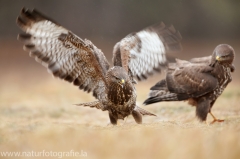 586 Mäusebussard - Buteo buteo