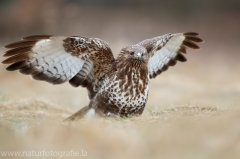 587 Mäusebussard - Buteo buteo