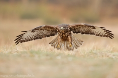 588 Mäusebussard - Buteo buteo