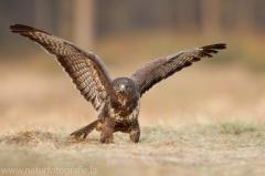 590 Mäusebussard - Buteo buteo