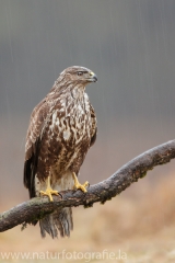 574 Mäusebussard - Buteo buteo