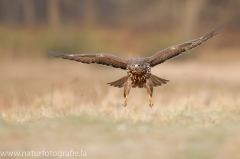 591 Mäusebussard - Buteo buteo