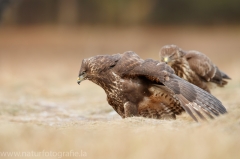 576 Mäusebussard - Buteo buteo