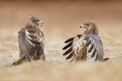 577 Mäusebussard - Buteo buteo