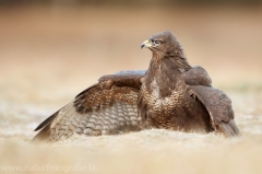 578 Mäusebussard - Buteo buteo