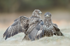 579 Mäusebussard - Buteo buteo