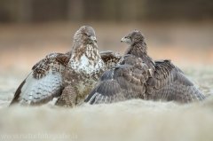 580 Mäusebussard - Buteo buteo