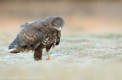 581 Mäusebussard - Buteo buteo