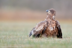 687 Seeadler - Haliaeetus albicilla