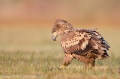 696 Seeadler - Haliaeetus albicilla