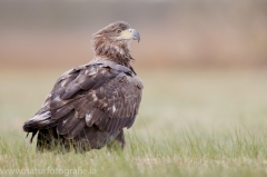 697 Seeadler - Haliaeetus albicilla