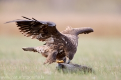 698 Seeadler - Haliaeetus albicilla