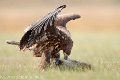 699 Seeadler - Haliaeetus albicilla