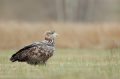 688 Seeadler - Haliaeetus albicilla