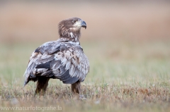 689 Seeadler - Haliaeetus albicilla