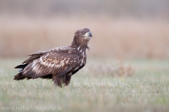 690 Seeadler - Haliaeetus albicilla