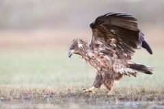 691 Seeadler - Haliaeetus albicilla