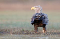 692 Seeadler - Haliaeetus albicilla