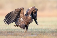 693 Seeadler - Haliaeetus albicilla